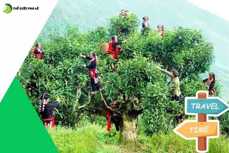 Quy trình sản xuất và chế biến chè Shan Tuyết Hà Giang