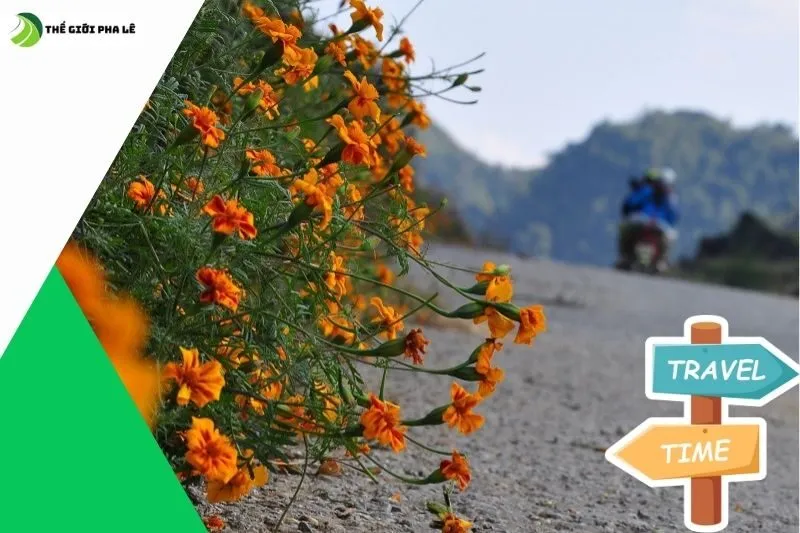 Các Địa Điểm Ngắm Hoa Cúc Dại Đẹp Nhất Ở Hà Giang