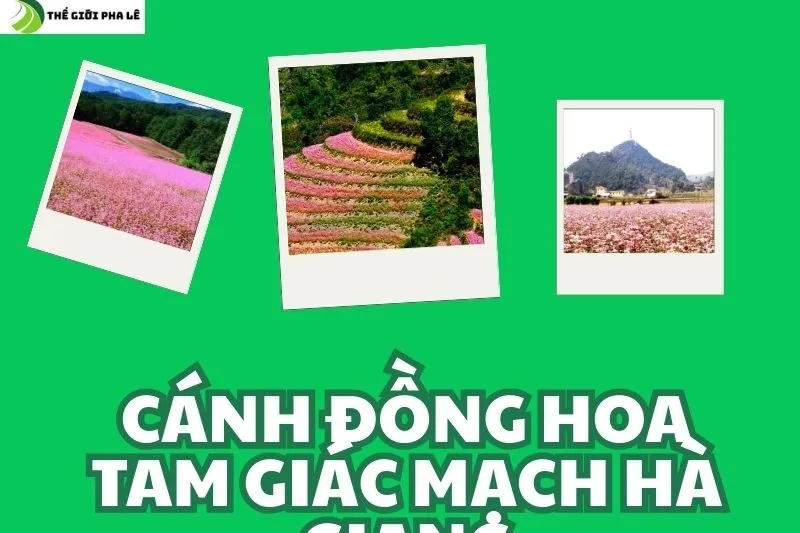 cánh đồng hoa tam giác mạch hà giang