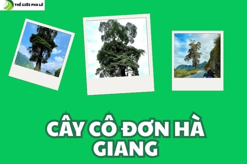 cây cô đơn hà giang