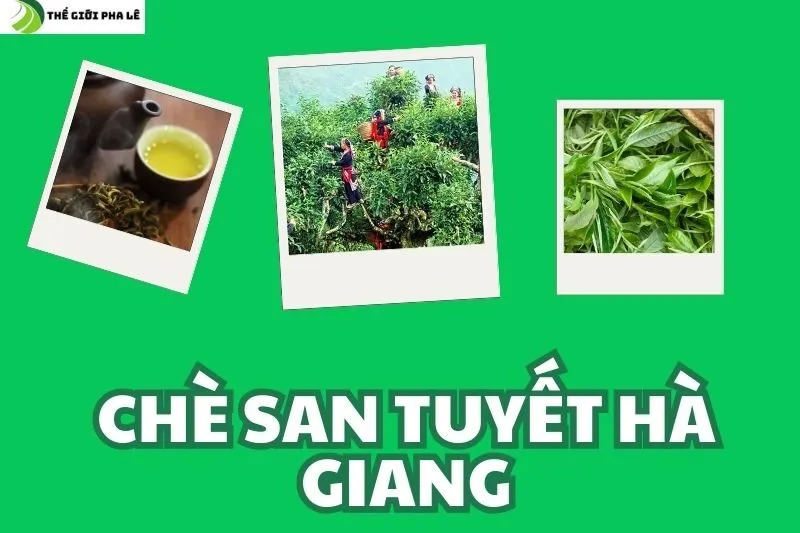 chè san tuyết hà giang