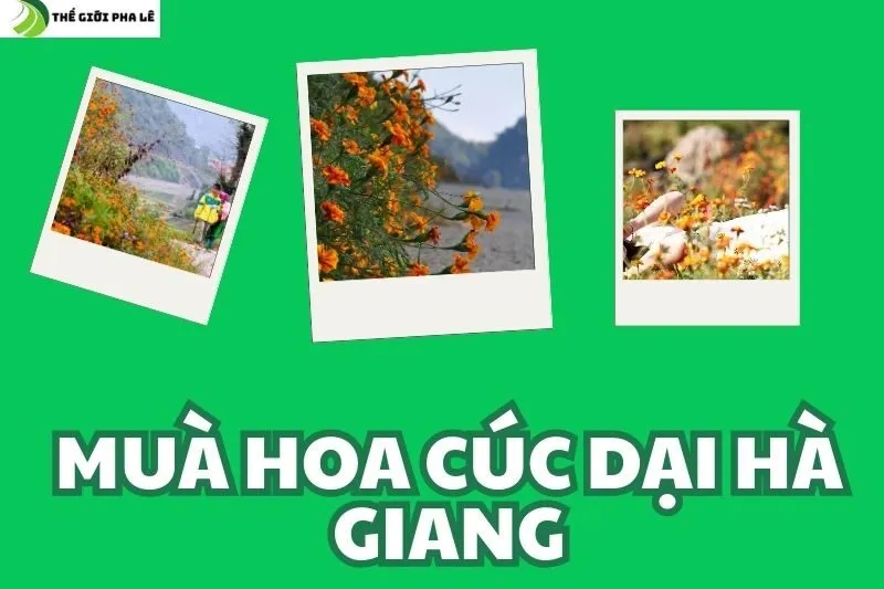 muà hoa cúc dại hà giang