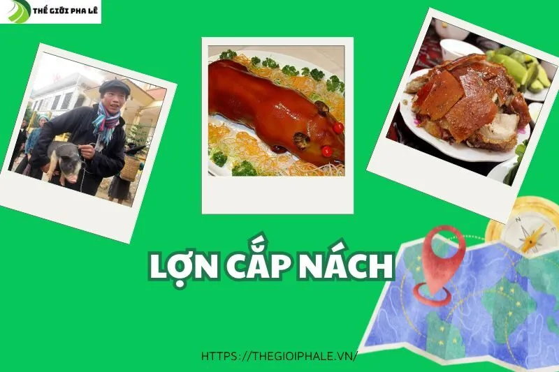 Lợn Cắp Nách