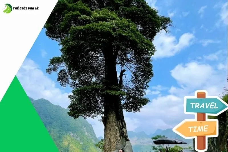 Cây cô đơn Hà Giang ở đâu?