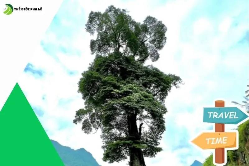 Điều gì làm nên sự đặc biệt của cây cô đơn Hà Giang?