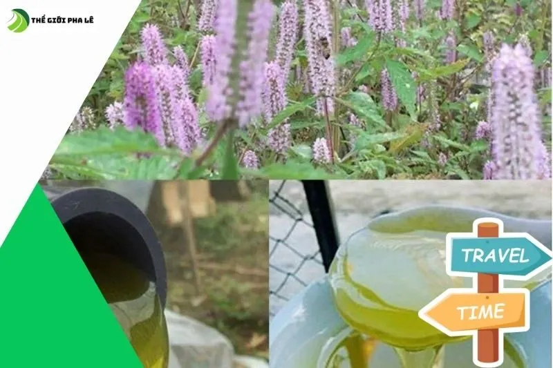 Nghề nuôi mật ong bạc hà Hà Giang